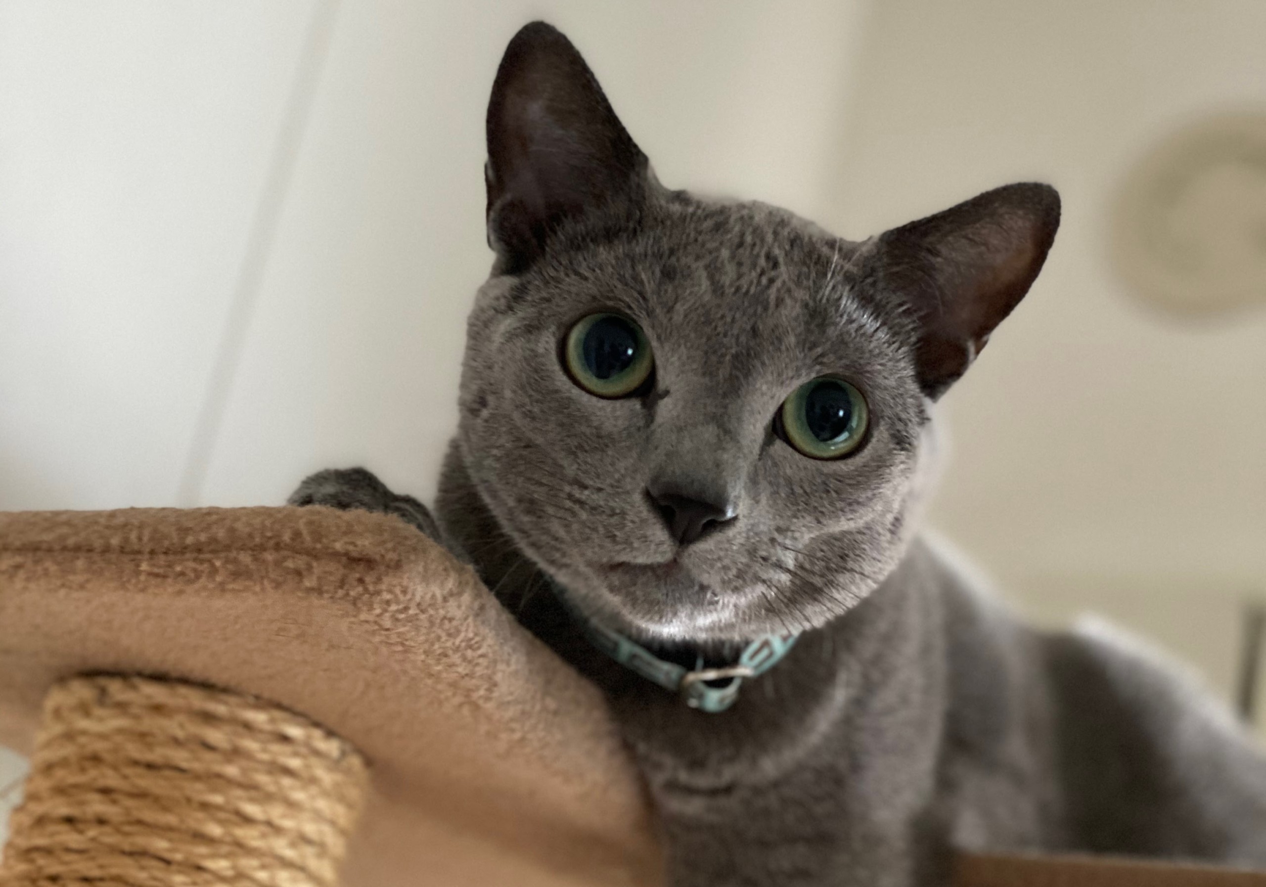 ロシアンブルー Fujiちゃんのお留守番 板橋区のペットシッターサービスalways